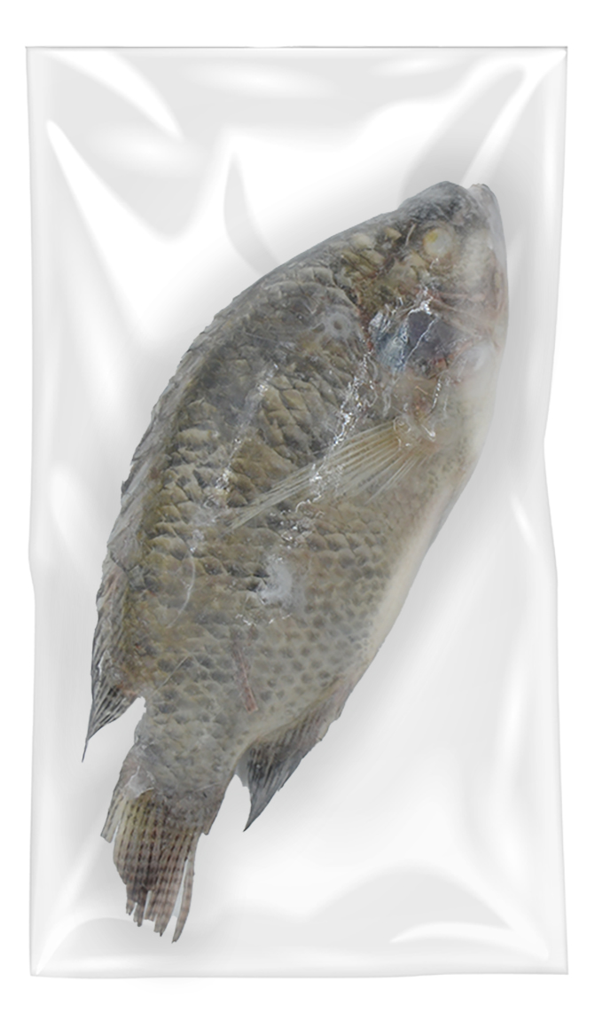 Tilapia  500/800