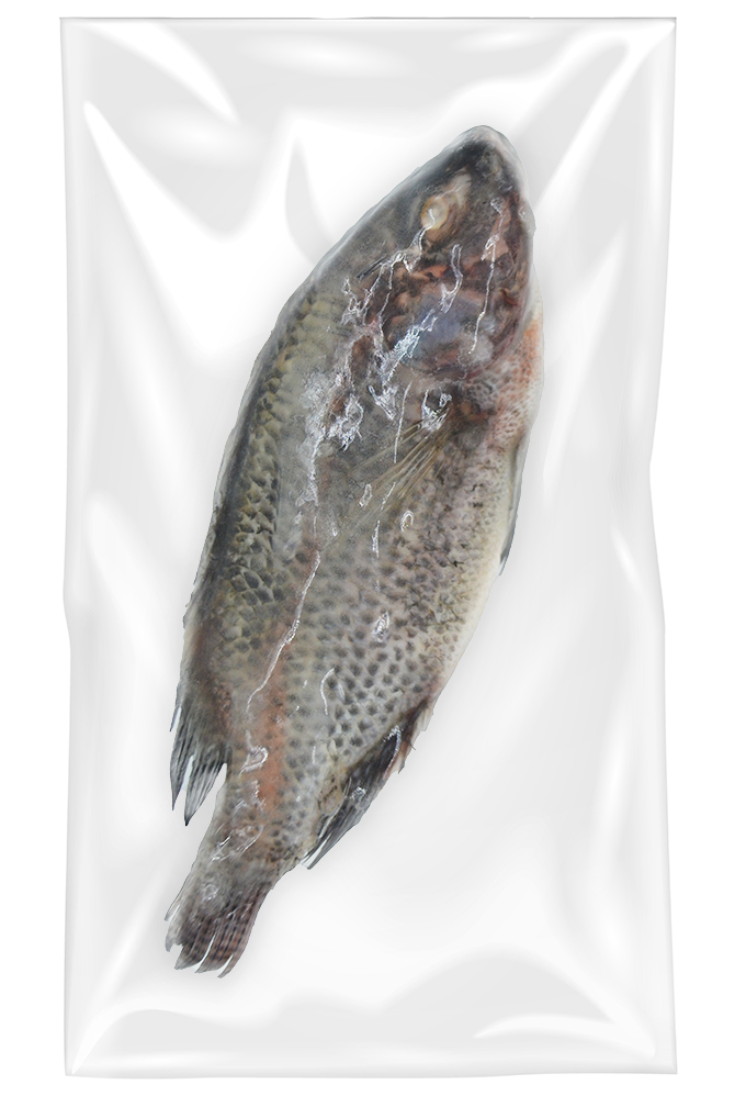Tilapia  800/+