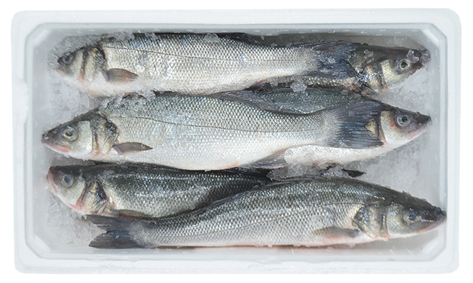 Zeebaars  600/800