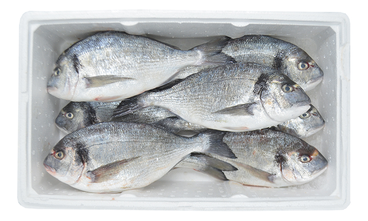 Dorade  600/800