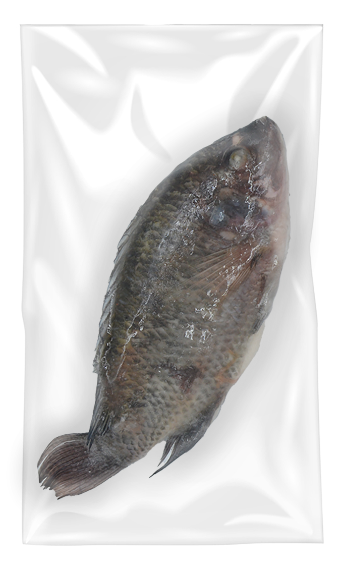 Tilapia  300/500